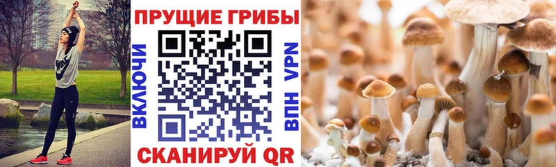 Псилоцибиновые грибы мухоморы  Купить закладки  Сасово 